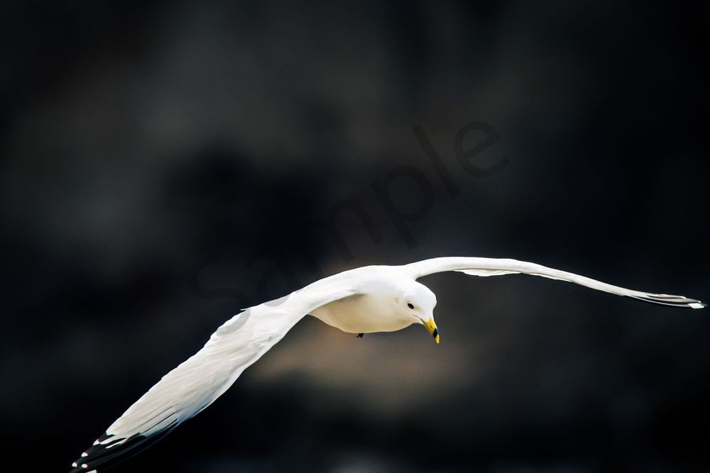 Dsc0126 Photography Art | Photos By Regan