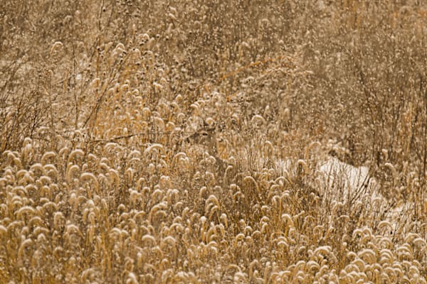 Dsc0157 Photography Art | Photos By Regan