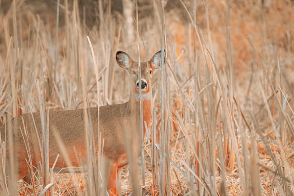 Dsc0142 2 Photography Art | Photos By Regan