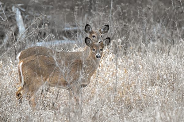 Dsc0193 3 Photography Art | Photos By Regan