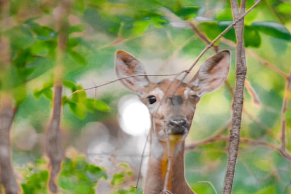 Dsc0184 Photography Art | Photos By Regan