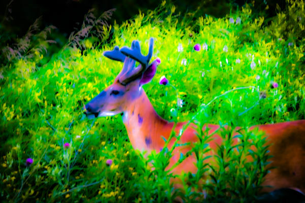 Dsc0099 Photography Art | Photos By Regan