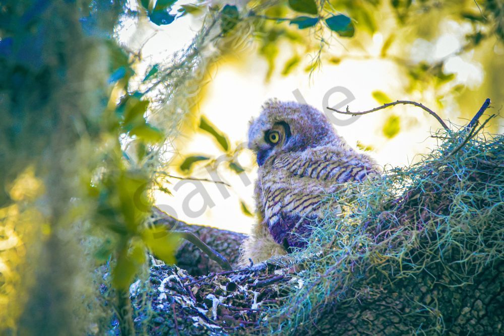 Who's Down There? Photography Art | Photos By Regan