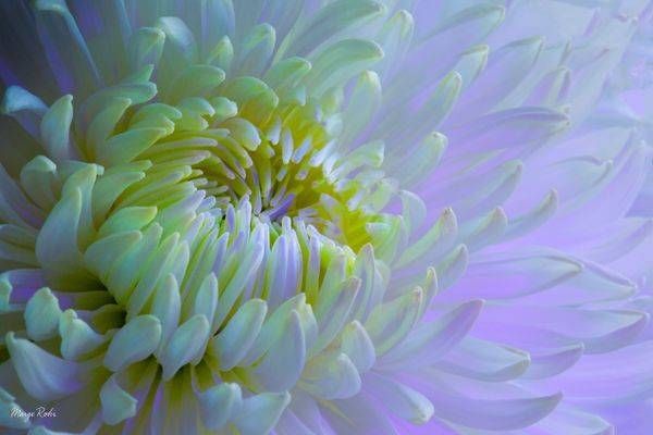 Ultraviolet Light