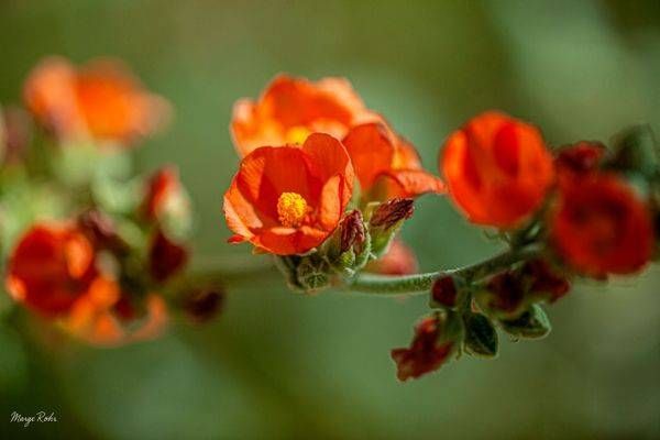 Flowers And Macro