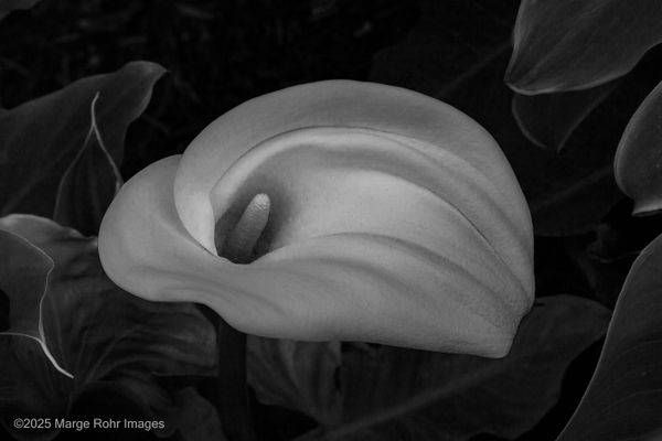 Black And White