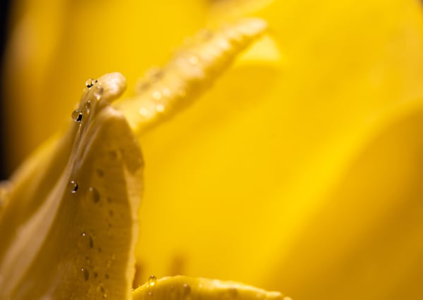 Macro