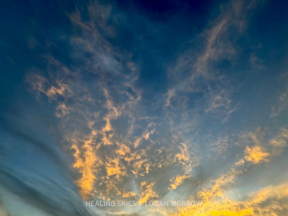 Dog Bowls | Healing Skies by Logan Morrow | Compassionate Animal Art