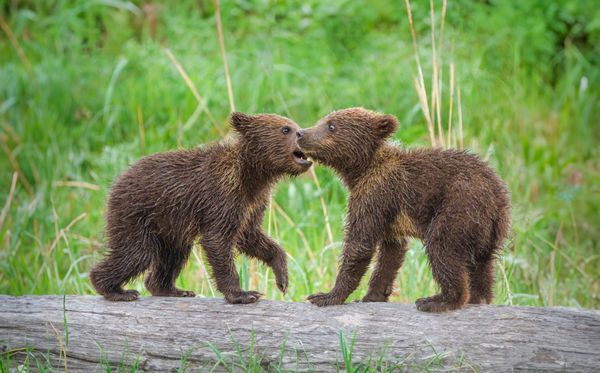 Wildlife