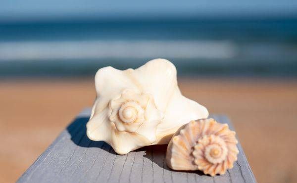 Shells