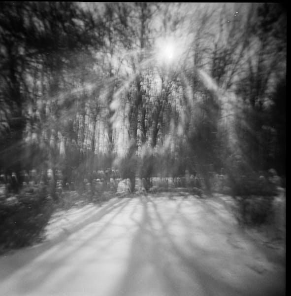 Holga Trees Art | Denise Dell'Olio Photography
