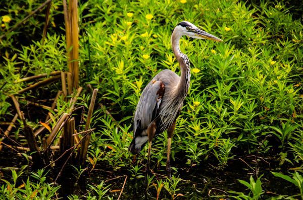 Wildlife