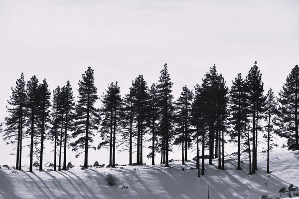 Monocrome