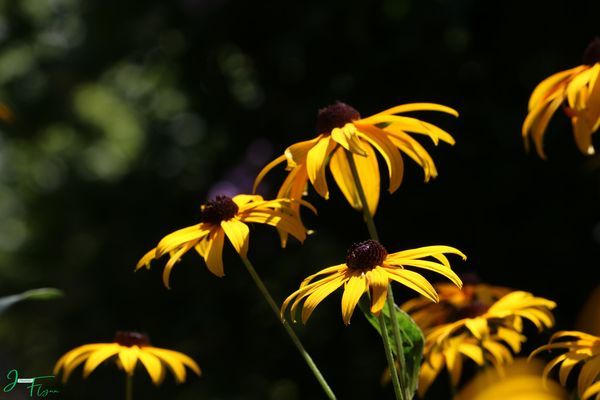 Beauty in Bloom