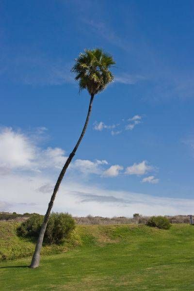 Leaning Palm Tree Art | Aaron Betts