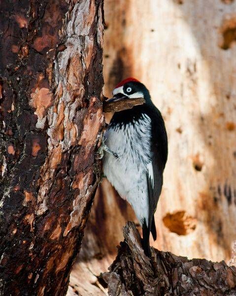 Woodpecker 3 Art | Aaron Betts