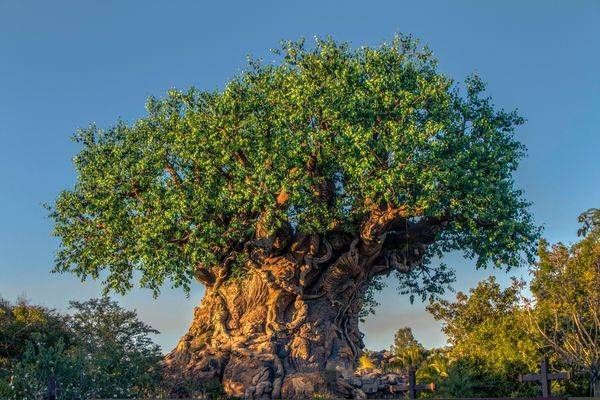 Tree Of Life Art | Aaron Betts