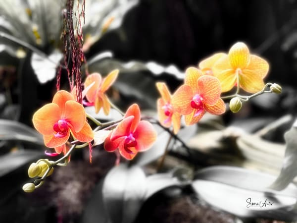 An Orchid's Mood  Fire Art | Donata I. Uckermark - Souri-Arts Photography LLC