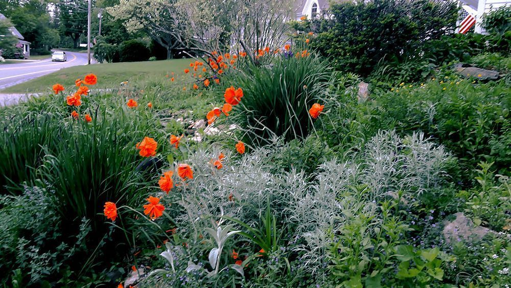 Poppies And Silver King Art | Andersen Studio