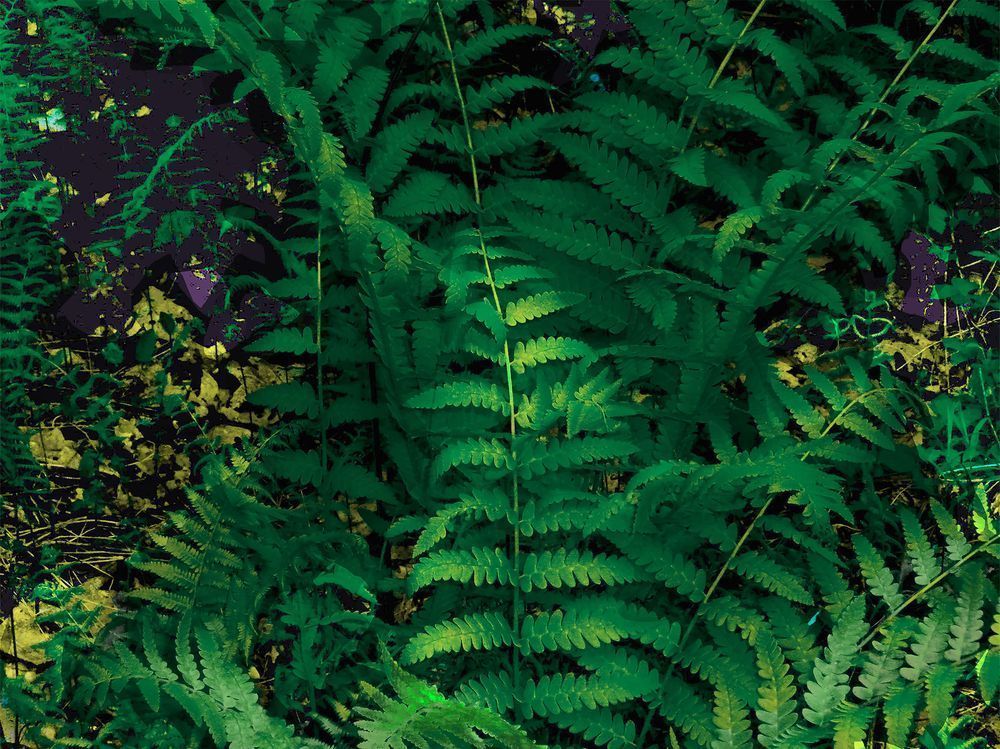 Ferns And Little Flowers Copy4 Art | Andersen Studio