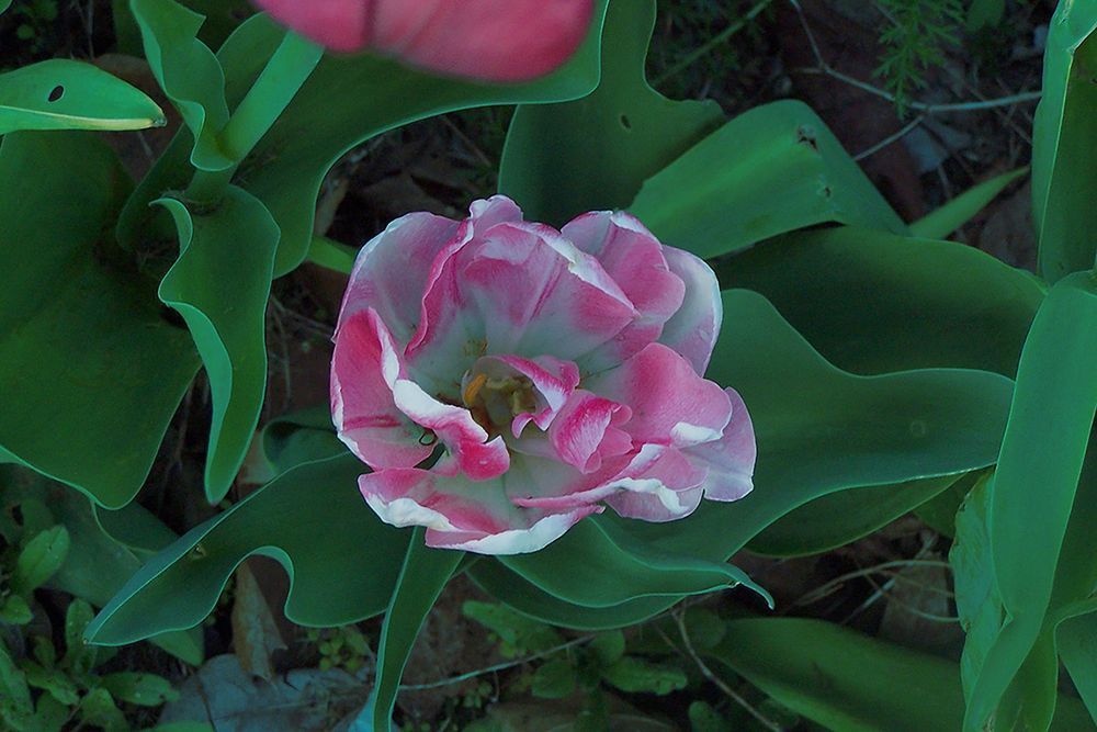 Tulip Rose Copy Art | Andersen Studio