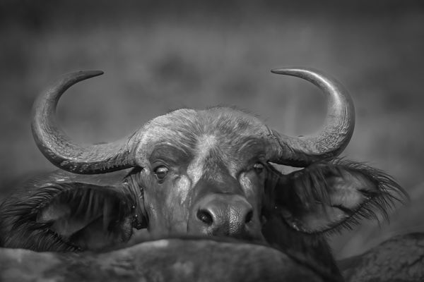 African Wildlife