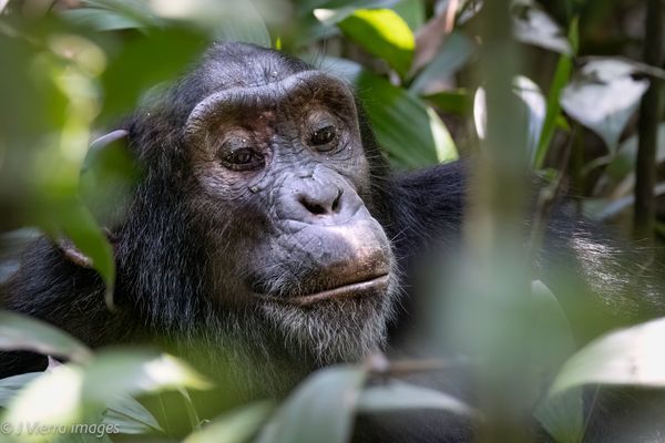 African Primates
