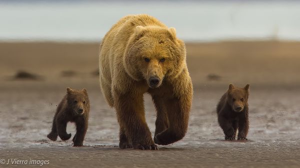 Wildlife - Bears