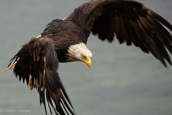 Wildlife - Eagles