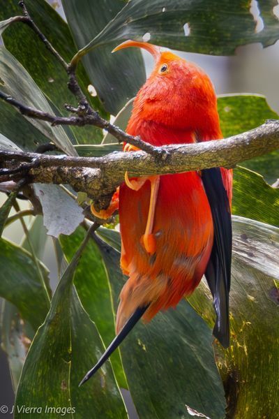 Hawaii Birds