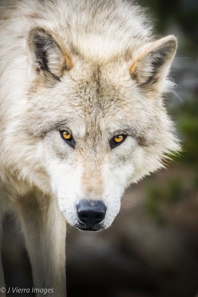 Wildlife