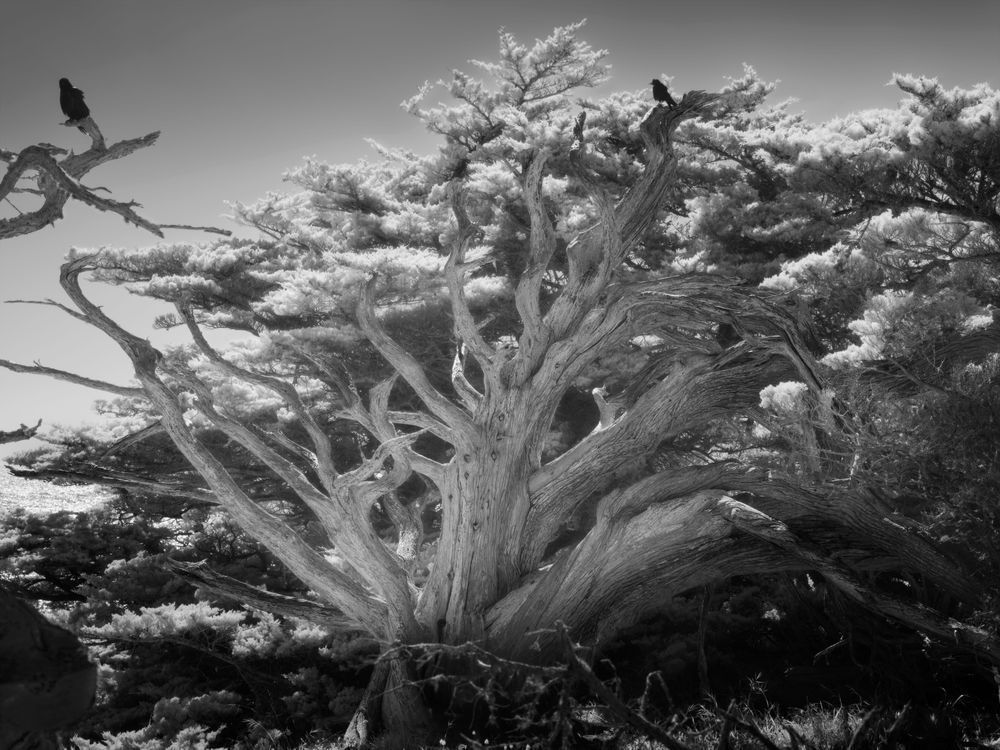Point Lobos Old and New — Infrared B&W Photograph Print