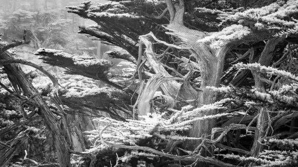 Monterey Cypress - Limited Edition