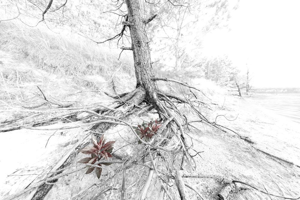 220924 Exotic Tree Complete-Edit_ASF_Webpage.jpg