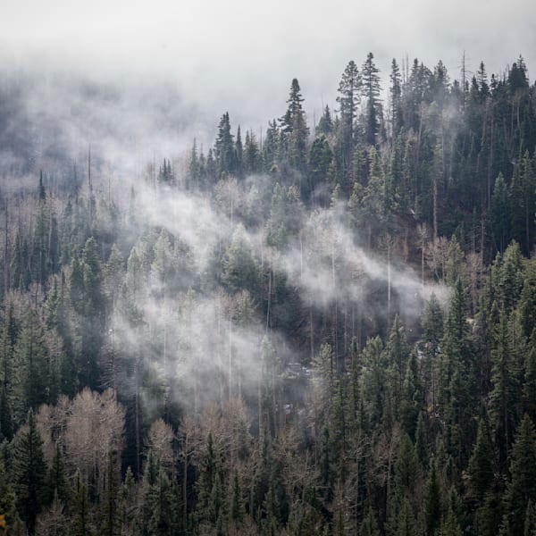 Misty Pines