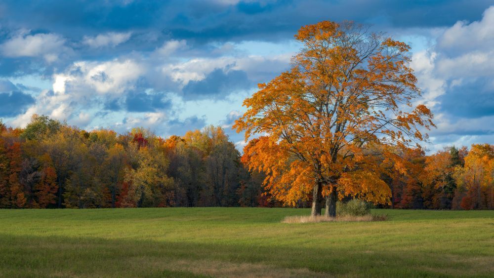 "Experience Michigan's Autumn Beauty with Fall Colors"