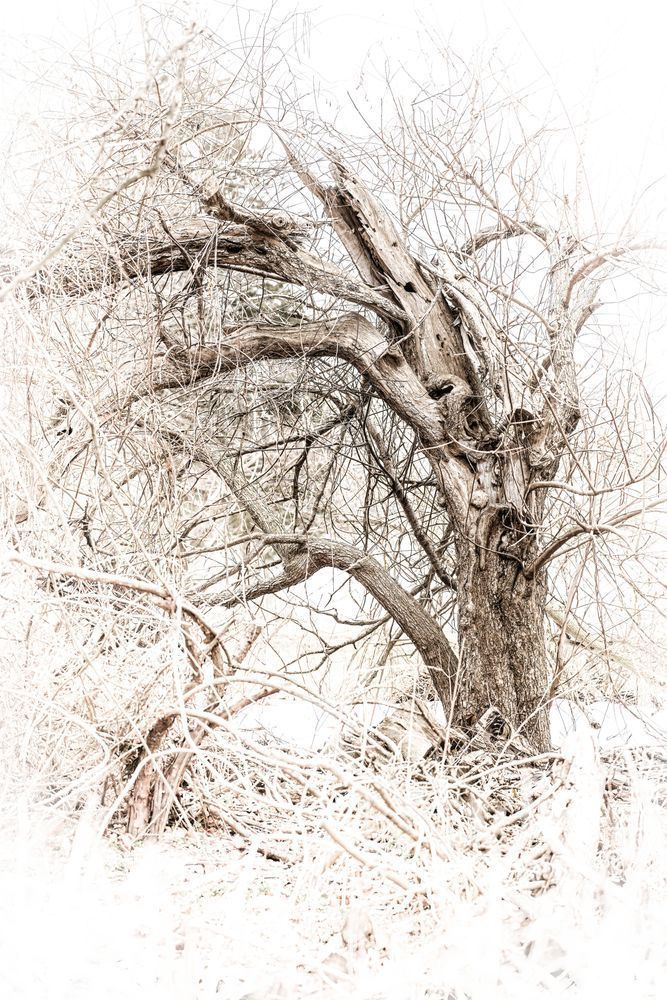Gnarled Beauty - High-Key Fine Art Tree Photograph
