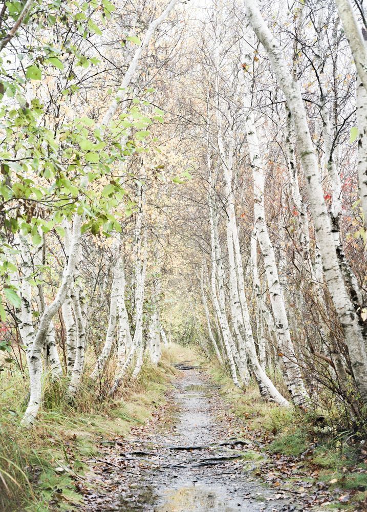 "White Wood - Tranquil Birch Path in Acadia National Park"