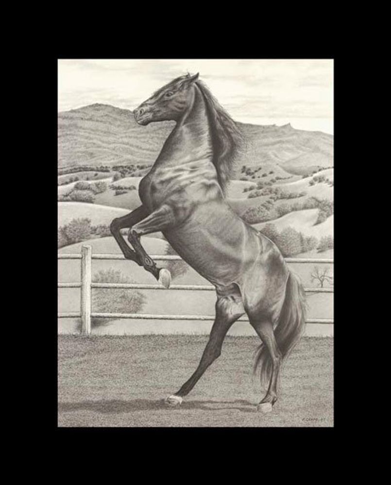 Horse Rearing Front View Drawing