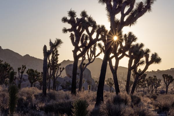 Evening Star, Joshua Tree Photography Art | The Carmel Gallery