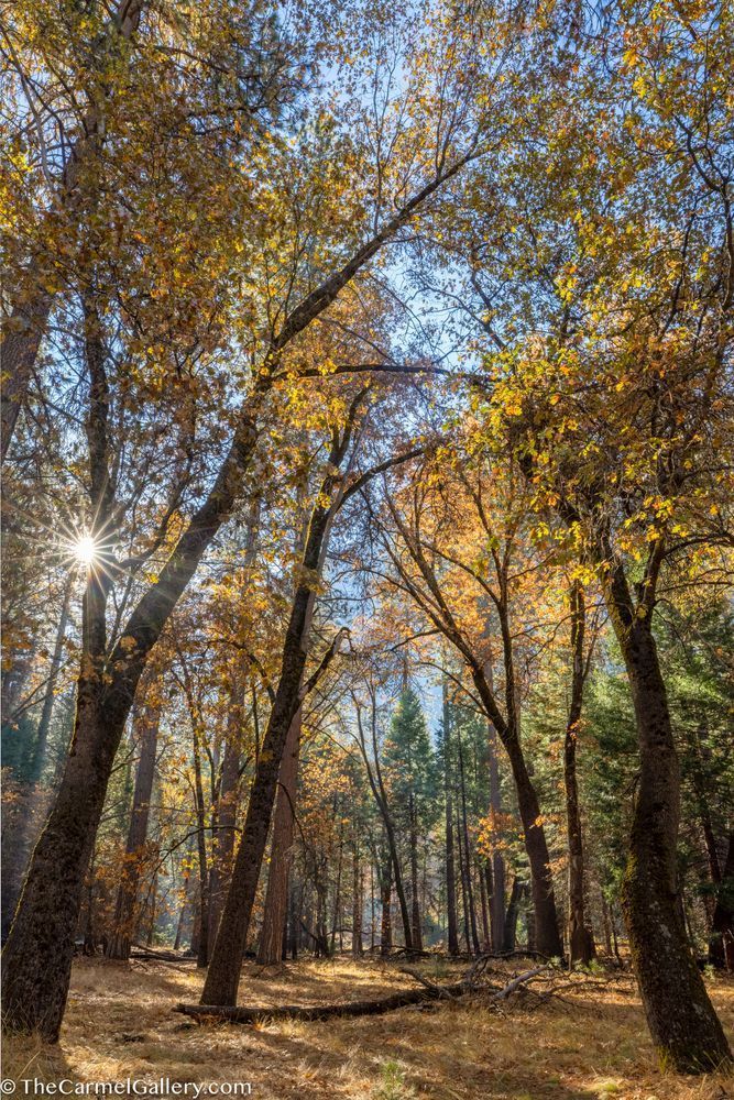 Autumn Oaks, Yosemite Photography Art | The Carmel Gallery