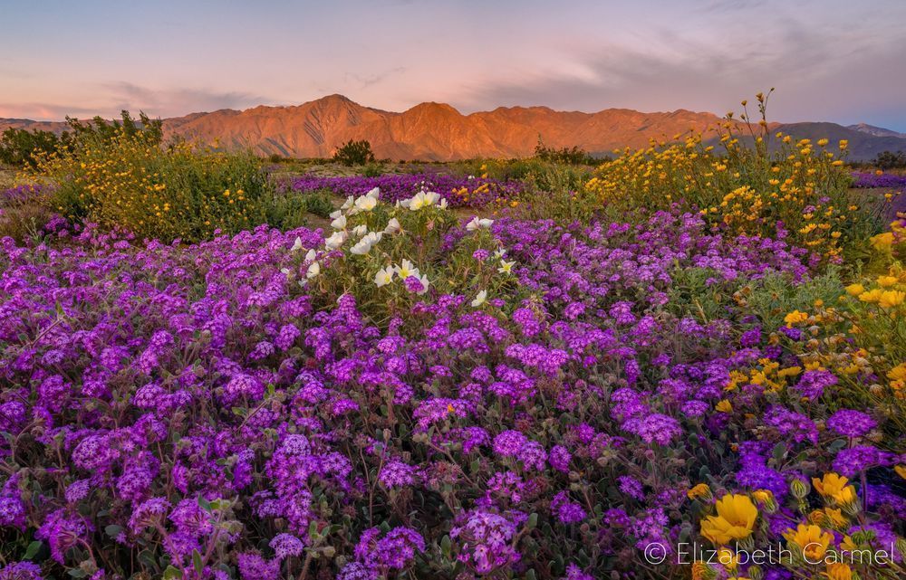 Anza Borrego Sunrise Photography Art | The Carmel Gallery