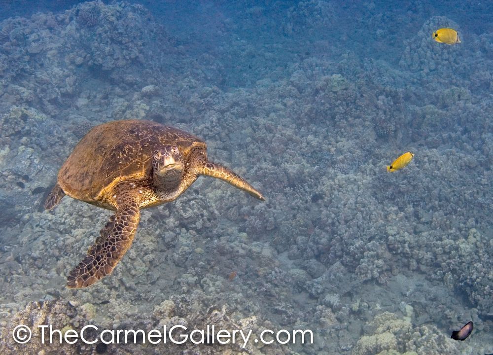 Turtle 2