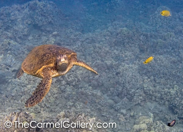 Turtle 2