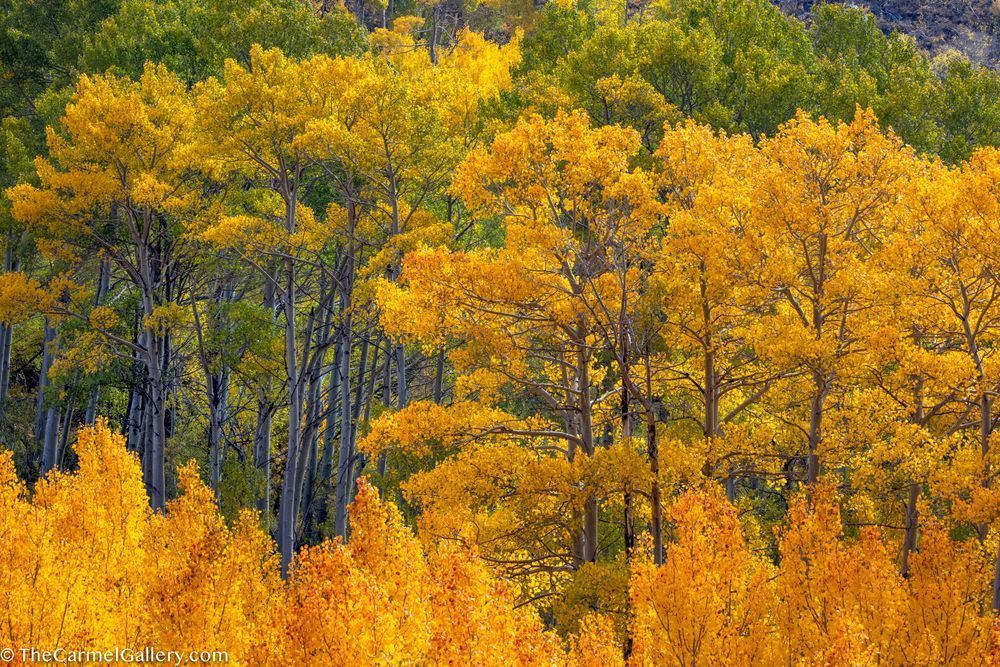 October Glow Photography Art | The Carmel Gallery