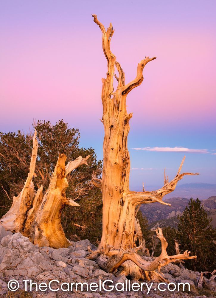 Bristlecone Sunset