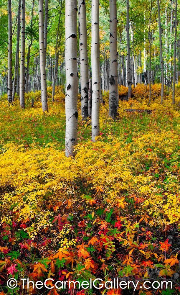 Brilliant Autumn