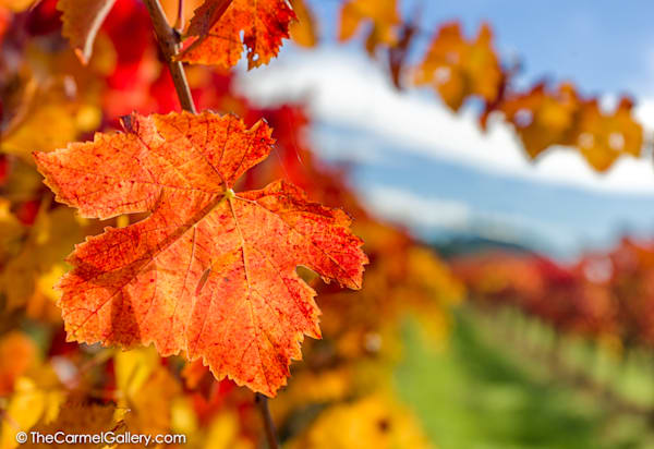 Brilliant Vines