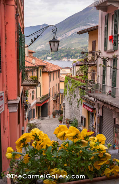 Bellagio Bloom Photography Art | The Carmel Gallery