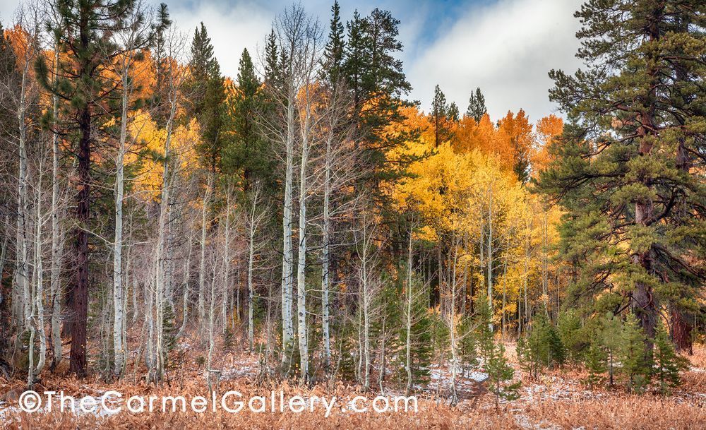 Bear Meadows Aspen Photography Art | The Carmel Gallery